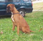 Djibouti - Boxer (3 ans)