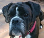 Dry - Boxer Mâle (3 ans)