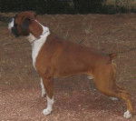 Vortex - Boxer Mâle (5 ans)