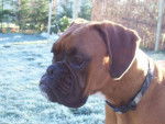 sixtine - Boxer (3 ans)