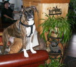 Rosie - Boxer (7 ans)