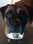 Chipper - Boxer M&acirc;le (5 ans)