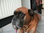 vyrgo - Boxer Mâle (7 ans)