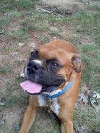 Dempsey - Boxer M&acirc;le (5 ans)