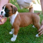 warrior - Boxer Mâle (2 mois)