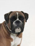 ulysse - Boxer M&acirc;le (8 ans)
