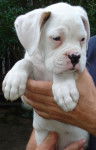 cupcake - Boxer M&acirc;le (1 mois)