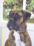 caline - Boxer (2 ans)