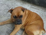 Rafy - Boxer (9 ans)