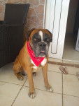 Bacchus - Boxer M&acirc;le (4 ans)