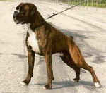 laxouille - Boxer Mâle (5 mois)