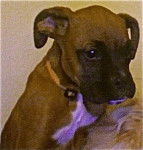 Chekotah - Boxer (8 mois)