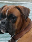 djanguo - Boxer M&acirc;le (2 ans)