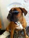 mon djanguo! - Boxer M&acirc;le (2 ans)