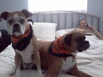 my uncles dogs - Boxer