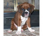 Gorgeous - Boxer (2 mois)