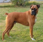 vegasse - Boxer Mâle (7 ans)