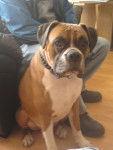 bruno - Boxer Mâle (7 ans)