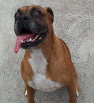 aige - Boxer Mâle (1 an)