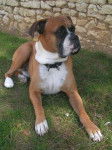 blanca - Boxer (2 ans)