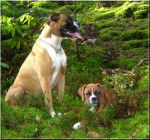 Olga et Cooper - Boxer Mâle (3 ans)