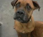 Shirely - Boxer (5 ans)