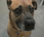 Laverne - Boxer (5 ans)