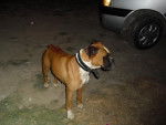 Mancha - Boxer (6 ans)
