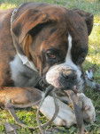Bounty - Boxer M&acirc;le (2 ans)