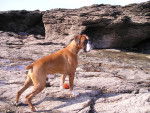 Scott - Boxer Mâle (7 ans)