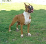 Kiba - Boxer (8 ans)