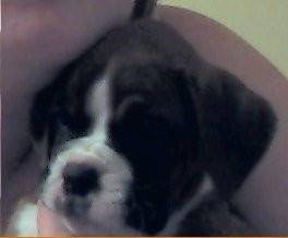 Sassy - Boxer (6 mois)