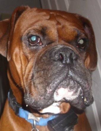 Copper - Boxer Mâle (2 ans)