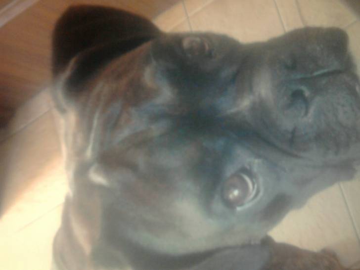 King - Boxer Mâle (4 ans)