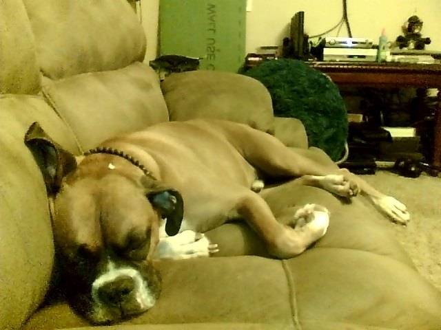 styx - Boxer Mâle (3 ans)