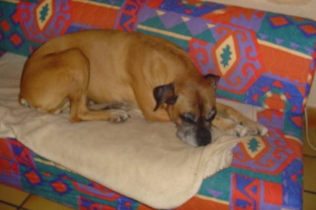 rita - Boxer (8 ans)
