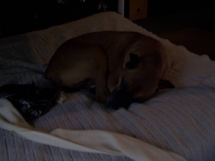 jeeters - Boxer Mâle (14 ans)