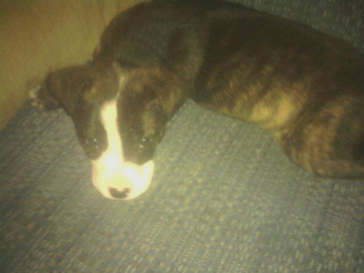 Meika - Boxer (6 mois)