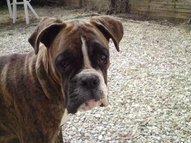 Siska - Boxer (3 mois)