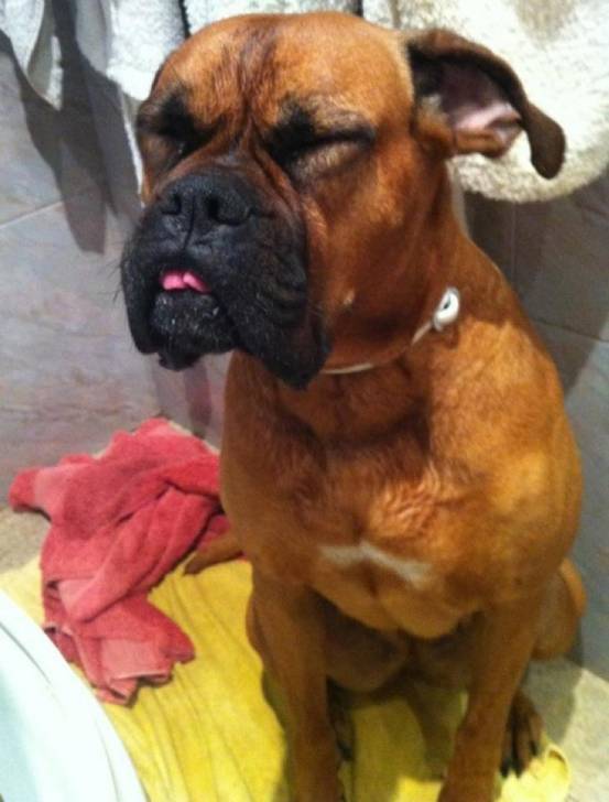 Luna - Boxer (9 mois)