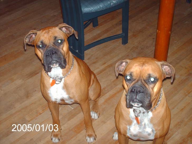 léa et candy - Boxer (2 ans)