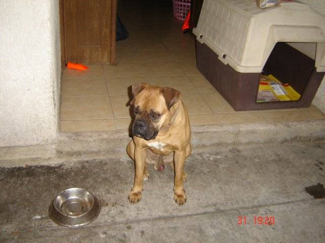 Lucas - Boxer Mâle (9 ans)
