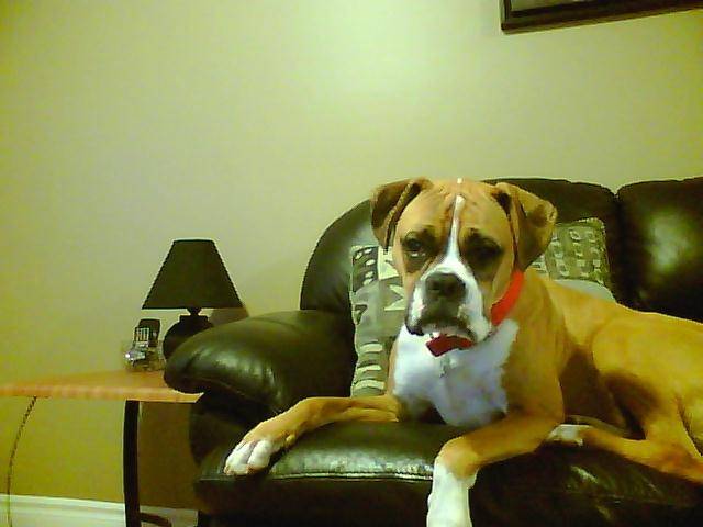my dog gracie - Boxer (2 ans)