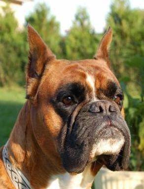 portrait Rahan - Boxer Mâle (7 ans)