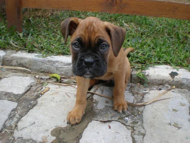 trasto - Boxer