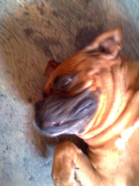 Chata - Boxer (15 ans)