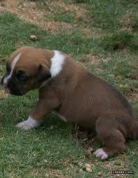 Poxer - Boxer Mâle (3 mois)