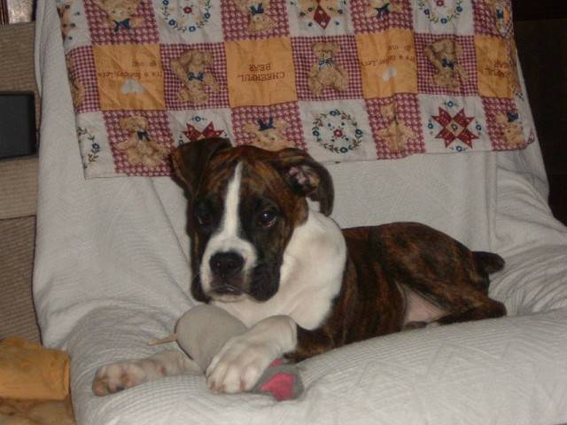 dakOta - Boxer (7 mois)
