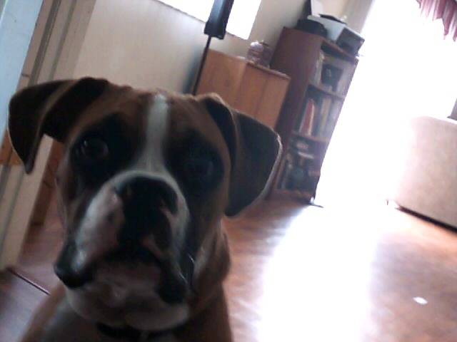 magnus - Boxer Mâle (6 mois)