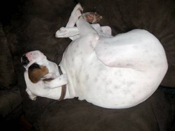 ZsaZsa - Boxer (3 ans)